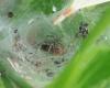 Agelena labyrinthica